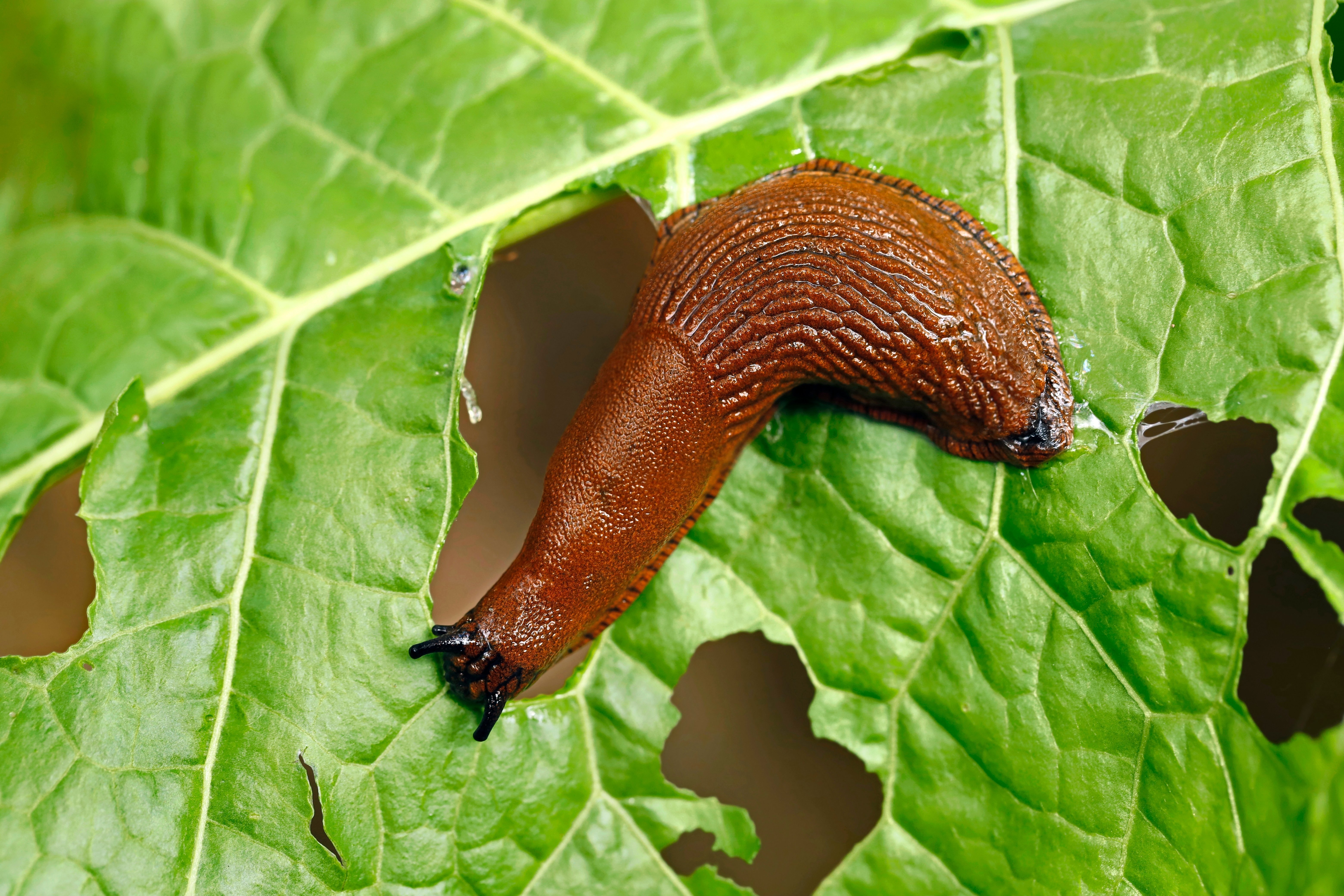 EGC_Nacktschnecke