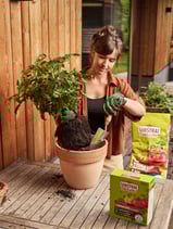 EVERGREEN 26 TAG 222431