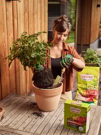 EVERGREEN 26 TAG 222431